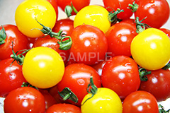 トマト,プチトマト,ミニトマト,とまと,真っ赤,野菜,リコピン,美容,甘酸っぱい,サラダ,さらだ,salad,つや,ツヤ,水滴,黄色,2色,tomato,lycopene,フレッシュ,fresh