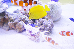 キイロハギとクマノミ,水族館,アクアリウム,アクア,魚,深海,キイロハギ,クマノミ,水槽,黄色,ハギ,隠れ,カクレクマノミ,くまのみ,トンボダイ,ハチマキ,チンチクリ,ヤハゲ,フィッシュ,fish,aquarium